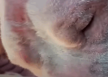 T3010037 Bald Pink Pittie Has To Wear Part2