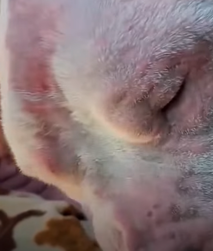 T3010037 Bald Pink Pittie Has To Wear Part2