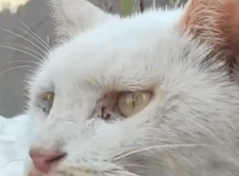 T3010002 Man Finds Malnourished Poor Cat part2