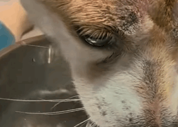 T1510005 saw stray dog walking on the road and there seemed to be something part2