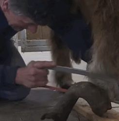 T2210005 Most Extreme Animal Transformations Ever part2