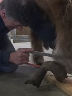 T2210005 Most Extreme Animal Transformations Ever part2