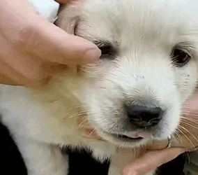 T1510003 We found lost puppy hiding in the bushes rescue animal animalso part2