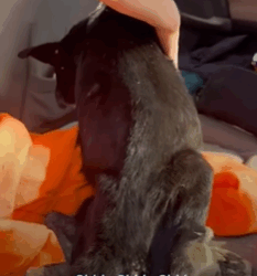 T2210021 Swollen Stray Dog Transforms Into The Happiest Little Bunny part2