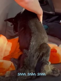 T2210021 Swollen Stray Dog Transforms Into The Happiest Little Bunny part2