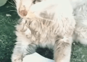 T3010020 Poor Starving Stray Cat Begged for Food The Stray Cat Who Couldn Even Stand part2