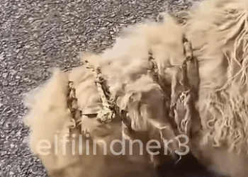 T1510012 On the way home from work the woman saw this poor dog with its chain part2