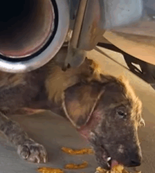 T2210020 Abandoned Puppy Fought So Hard To Get Better part2