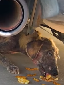 T2210020 Abandoned Puppy Fought So Hard To Get Better part2