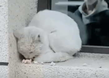T3010022 The poor stray cat is so weak that it cannot walk abandoned by the window part2