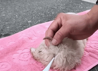 T1510004 Save the poor puppy lying on the side of the road rescue animal part2