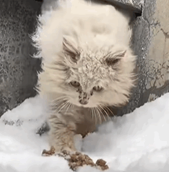 T1909021 Rescue cat rescue animals adoptdontshop petlover cat cutecat part2