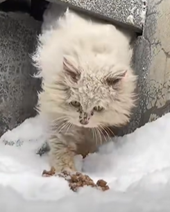 T1909021 Rescue cat rescue animals adoptdontshop petlover cat cutecat part2