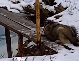 T3010038 Ukrainian Men Use Axe to Save Dog Caught in Bridge dog dogsoftiktok part2