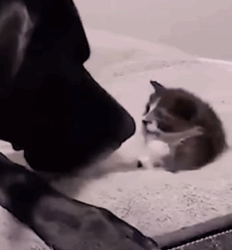 T2210023 Orphaned 1 Pound Kitten Gets Adopted By 160 Pound Great Dane part2