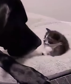 T2210023 Orphaned 1 Pound Kitten Gets Adopted By 160 Pound Great Dane part2