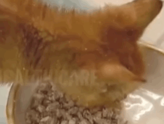 T3010023 Blind and paralyzed kitten abandoned in pitiful condition rescued part2