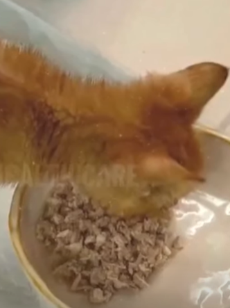 T3010023 Blind and paralyzed kitten abandoned in pitiful condition rescued part2