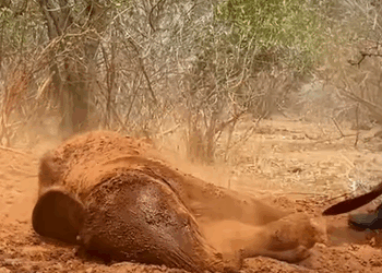 T1510010 Rescue baby elephant rescue animal animalsoftiktok rescueanimal part2