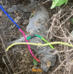 T2210007 Couple On Vacation Finds Dog Paralyzed Under Tangled Vines part2