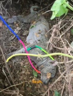 T2210007 Couple On Vacation Finds Dog Paralyzed Under Tangled Vines part2