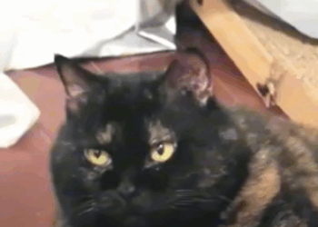 T3010016 This poor stray cat in part2