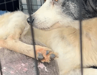 T1510001 saw stray dog with tumor and it was barking at me part2