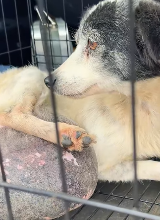 T1510001 saw stray dog with tumor and it was barking at me part2