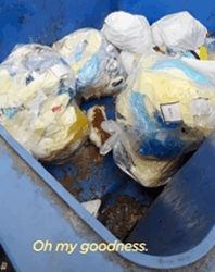 T2210019 Crying Kitten Was Stuck In Dumpster part2