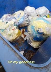 T2210019 Crying Kitten Was Stuck In Dumpster part2