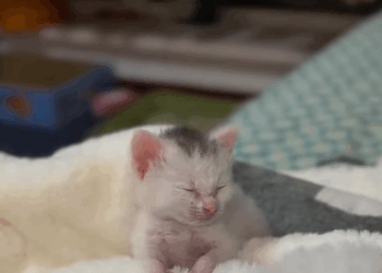 T1510002 saw mother cat give birth to kitten part2