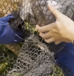 T2210004 Stray Dog Had A Jar Stuck On Her Head For Weeks part2