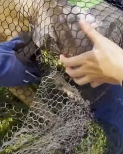 T2210004 Stray Dog Had A Jar Stuck On Her Head For Weeks part2