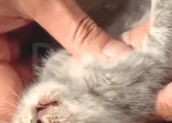 T3010003 The kitten lay stiff and lifeless not breathing cold unresponsive and on the brink of d.eath. But then kind and compassionate person arrived and performe part2.