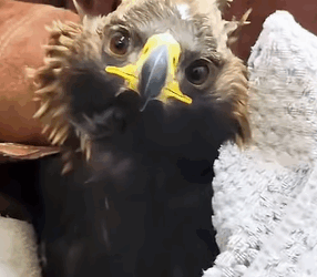 T1510008 Man saves an eagle from pack dogs rescue animal animalsoftiktok part2