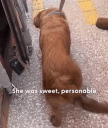 T2210011 Coast Guards Rescue Dog Trapped In Shipping Container part2