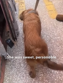 T2210011 Coast Guards Rescue Dog Trapped In Shipping Container part2