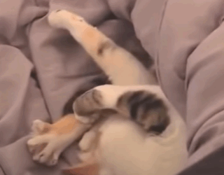 T3010031 Stray Cat Entered Our Tent in the Middle of Storm What Happened Next Melted My Heart part2