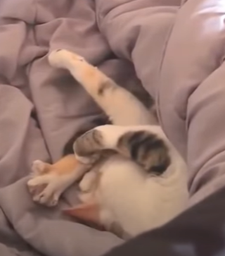 T3010031 Stray Cat Entered Our Tent in the Middle of Storm What Happened Next Melted My Heart part2