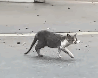 T1510006 Rescue family of cats on the road rescue animal animalsoftiktok part2