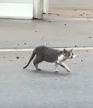 T1510006 Rescue family of cats on the road rescue animal animalsoftiktok part2