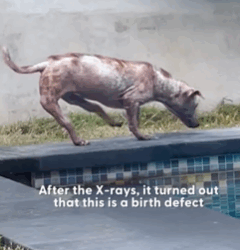 T2210001 This Dog Has Backwards Legs part2