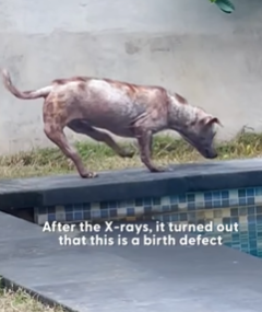 T2210001 This Dog Has Backwards Legs part2