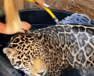 T3010027 Kind people rescued jaguar that was injured and fell into the water part2