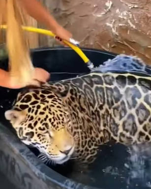T3010027 Kind people rescued jaguar that was injured and fell into the water part2