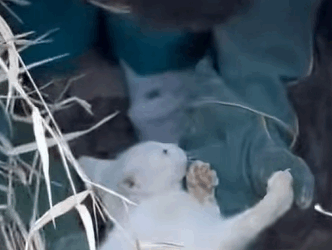 T1510007 Rescue cat rescue animal animalsoftiktok rescueanimals catsoft part2