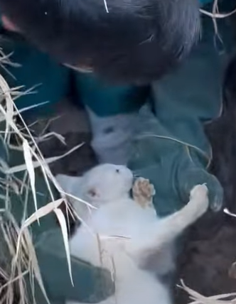 T1510007 Rescue cat rescue animal animalsoftiktok rescueanimals catsoft part2