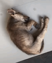 T2210024 Terrified Puppy Found All Alone has an Insane Glow Up part2