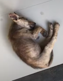 T2210024 Terrified Puppy Found All Alone has an Insane Glow Up part2