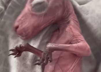 T3010032 kind couple rescued an orphaned kangaroo baby on the road and then part2